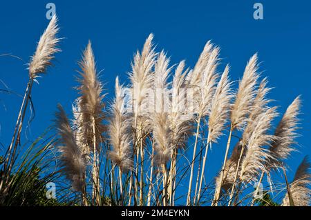 Un primo piano di alte erbe toi toi contro un cielo blu Foto Stock