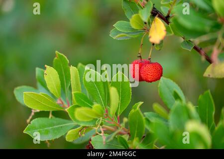 Bacche di Arbutus su albero di fragola Foto Stock