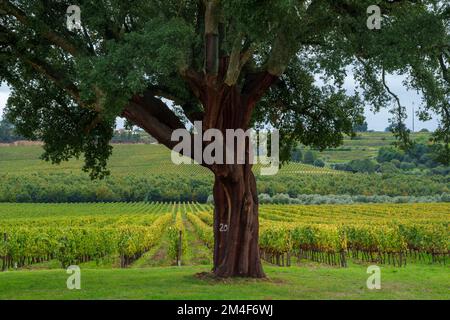 Grande quercia da sughero di fronte ad un vigneto Foto Stock