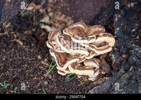 I funghi selvatici che crescono su un tronco di albero Foto Stock