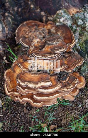 I funghi selvatici che crescono su un tronco di albero Foto Stock