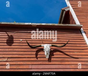 Longhorn Skull su Old Red Wooden Country Store, Aladdin, Wyoming, USA Foto Stock