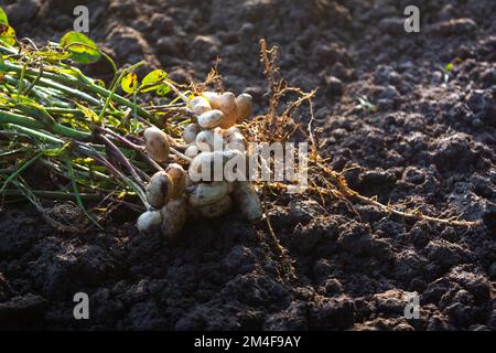 Arachidi fresche con radici Foto Stock