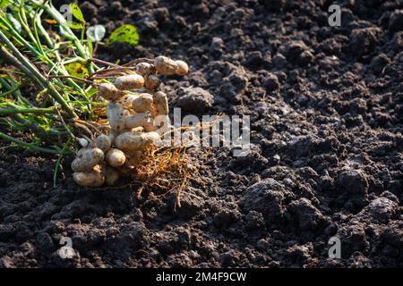 Arachidi fresche con radici Foto Stock