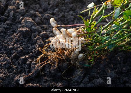 Arachidi fresche con radici Foto Stock