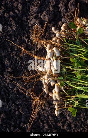 Arachidi fresche con radici Foto Stock