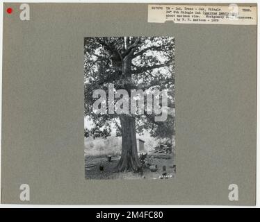 Identificazione dell'albero - Rovere: Ghiaia. Fotografie relative alle foreste nazionali, alle pratiche di gestione delle risorse, al personale e alla storia culturale ed economica Foto Stock