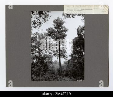 Identificazione dell'albero - Hickory: Mockernut. Fotografie relative alle foreste nazionali, alle pratiche di gestione delle risorse, al personale e alla storia culturale ed economica Foto Stock