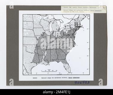 Identificazione dell'albero - Hickory: Mockernut. Fotografie relative alle foreste nazionali, alle pratiche di gestione delle risorse, al personale e alla storia culturale ed economica Foto Stock