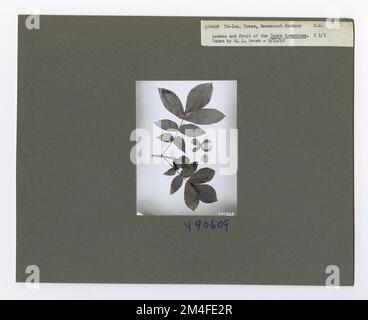 Identificazione dell'albero - Hickory: Mockernut. Fotografie relative alle foreste nazionali, alle pratiche di gestione delle risorse, al personale e alla storia culturale ed economica Foto Stock