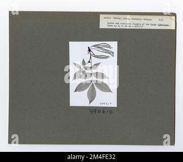 Identificazione dell'albero - Hickory: Mockernut. Fotografie relative alle foreste nazionali, alle pratiche di gestione delle risorse, al personale e alla storia culturale ed economica Foto Stock