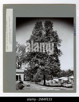 Identificazione dell'albero - Hickory: Mockernut. Fotografie relative alle foreste nazionali, alle pratiche di gestione delle risorse, al personale e alla storia culturale ed economica Foto Stock