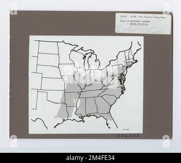 Identificazione dell'albero - Hickory: Mockernut. Fotografie relative alle foreste nazionali, alle pratiche di gestione delle risorse, al personale e alla storia culturale ed economica Foto Stock