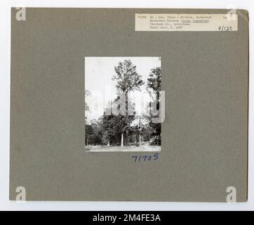 Identificazione dell'albero - Hickory: Mockernut. Fotografie relative alle foreste nazionali, alle pratiche di gestione delle risorse, al personale e alla storia culturale ed economica Foto Stock