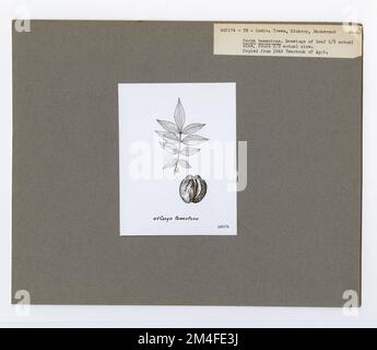 Identificazione dell'albero - Hickory: Mockernut. Fotografie relative alle foreste nazionali, alle pratiche di gestione delle risorse, al personale e alla storia culturale ed economica Foto Stock