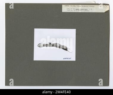 Identificazione dell'albero - Hickory: Mockernut. Fotografie relative alle foreste nazionali, alle pratiche di gestione delle risorse, al personale e alla storia culturale ed economica Foto Stock