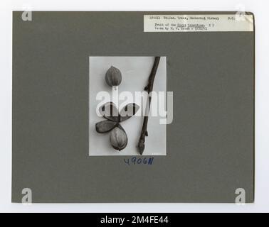 Identificazione dell'albero - Hickory: Mockernut. Fotografie relative alle foreste nazionali, alle pratiche di gestione delle risorse, al personale e alla storia culturale ed economica Foto Stock
