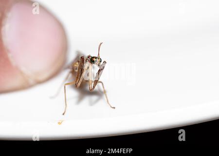 Grazioso insetto isolato di mantis di preghiera del bambino con fondo bianco Foto Stock