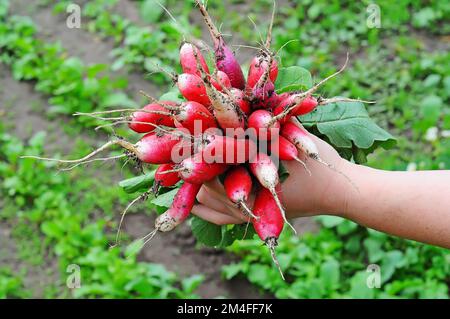 Mano femmina che tiene raccolto di ravanelli in serra. Concetto di cibo sano, verdure biologiche. messa a fuoco selettiva Foto Stock