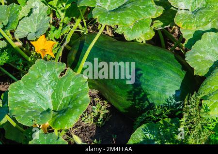 Zucca verde in giardino. Un'ape raccoglie polline su un fiore giallo di zucca. Messa a fuoco selettiva Foto Stock