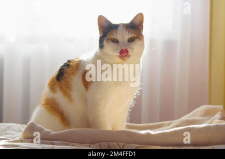 Tricolore gatto domestico siede su coperta e licks in controluce, fuoco selettivo Foto Stock