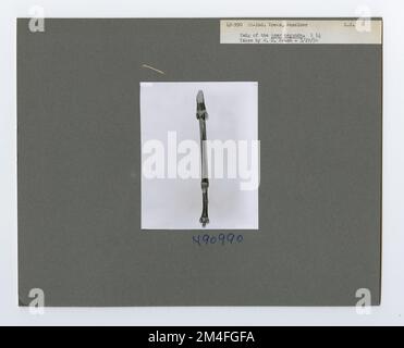 Identificazione dell'albero - anziano della scatola. Fotografie relative alle foreste nazionali, alle pratiche di gestione delle risorse, al personale e alla storia culturale ed economica Foto Stock