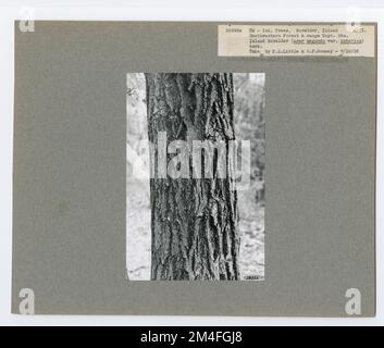 Identificazione dell'albero - anziano della scatola. Fotografie relative alle foreste nazionali, alle pratiche di gestione delle risorse, al personale e alla storia culturale ed economica Foto Stock