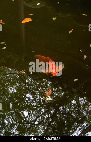 Primo piano di carpe koi allevate in uno stagno Foto Stock