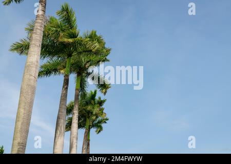 Fila di palme da coda di volpe vista dal basso a Miami, Florida. Palme ornamentali in una vista ad angolo basso sullo sfondo del cielo blu chiaro. Foto Stock