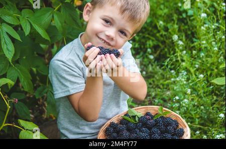 Il bambino tiene in mano una ciotola di legno con lamponi neri in giardino in estate. Fuoco selettivo Foto Stock