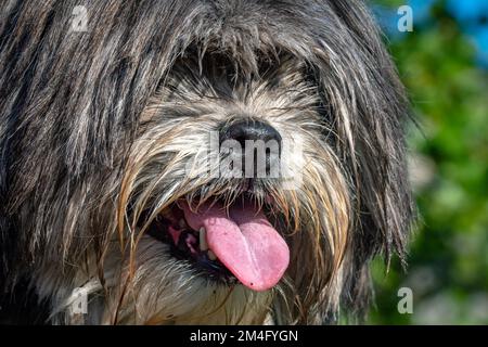 Vecchio cane Shih Tzu grigio nella foresta Foto Stock