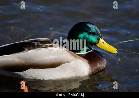 Maschio mallard Anas platyrhynchos. Lago Yamanako. Yamanakako. Prefettura di Yamanashi. Parco Nazionale Fuji-Hakone-Izu. Honshu. Giappone. Foto Stock