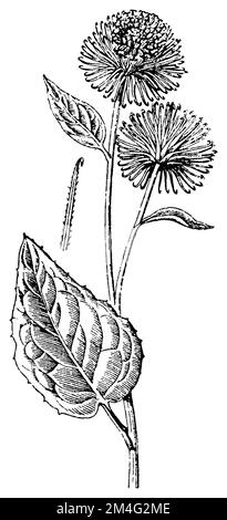 Grande burdock, Arctium lappa, (libro di botanica, 1910), Große Klette, grande bardane Foto Stock