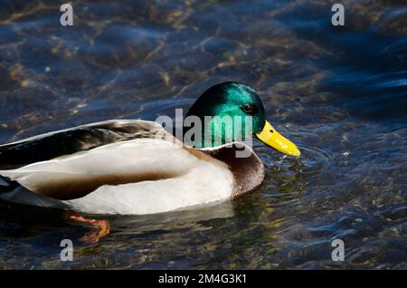 Maschio mallard Anas platyrhynchos. Lago Yamanako. Yamanakako. Prefettura di Yamanashi. Parco Nazionale Fuji-Hakone-Izu. Honshu. Giappone. Foto Stock