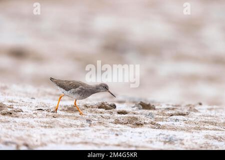 Comune Tringa totanus, adulto foraggio in fango estuario, Norfolk, Regno Unito, ottobre Foto Stock