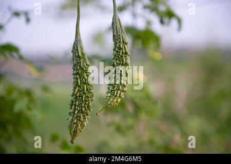 Zucca amara o Corolla cruda verdura sana appesa all'albero del giardino con lo sfondo sfocato Foto Stock
