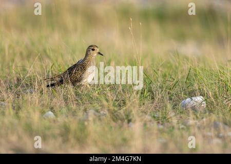 Stempra d'oro europea Pluvialis albicaria, foraggio lungo le praterie costiere, Cley Marshes, Norfolk, UK, ottobre Foto Stock