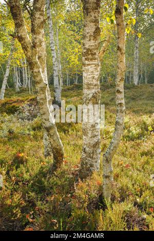 Betulla (Betula spec.), foresta di betulla e brughiera in un alto fossato in controluce, Svizzera, Kanton Neuenburg, Les Ponts-de-Martel Foto Stock