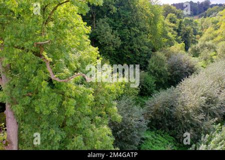 Foresta e macchia con alberi di frassino e salici a Hammer, vista aerea, Germania, Schleswig-Holstein, Steinautal Foto Stock