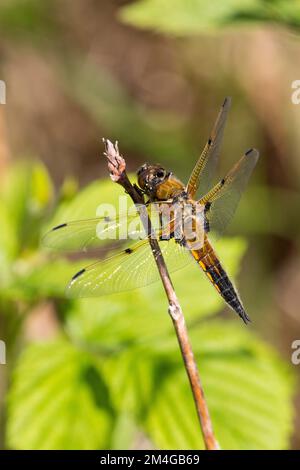 libellula a quattro macchie, chaser a quattro macchie, quattro punti (Libellula quadrimaculata), siede su un ramoscello, Germania Foto Stock
