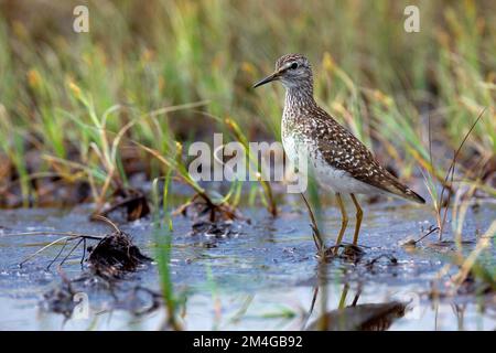 Legno di sandpiper (Tringa glareola), in piedi in acque poco profonde, vista laterale, Svezia Foto Stock