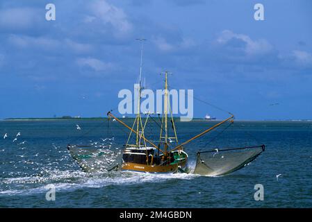 Gamberetti comuni, gamberetti comuni europei, gamberetti marroni (Crangon crangon), granchio da taglio sul Mare del Nord, Germania Foto Stock