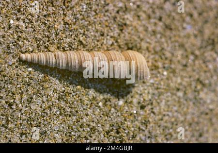 Turretlumaca comune, turretlumaca europea (comune guscio a vite, comune guscio torre, grande guscio a vite) (Turritella communis), lumaca conchiglia sulla spiaggia, Foto Stock