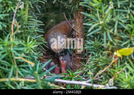 linnet (Carduelis cannabina, Acanthis cannabina, Linaria cannabina), 3 giorni di cuccioli vengono nutriti, nidificano in un albero di tasso, Germania, Baviera Foto Stock