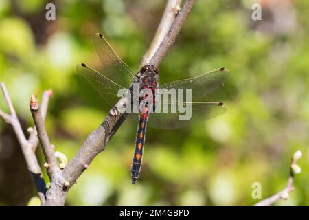 Darter di colore bianco settentrionale, Darter di colore bianco settentrionale (Leucorrinia rubicunda, Leucorhinia rubicunda), maschio, Germania Foto Stock