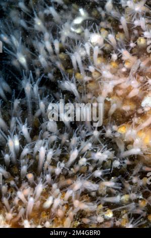 Pelliccia di lumaca, pelliccia di lumaca (Hydractinia echinata), al bordo conchiglia di una buckie con granchio eremita Foto Stock