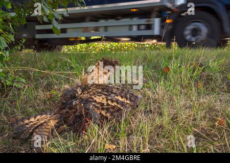 Gufo dell'aquila settentrionale (Bubo bubo), morto sul lato della strada, Germania, Baviera Foto Stock