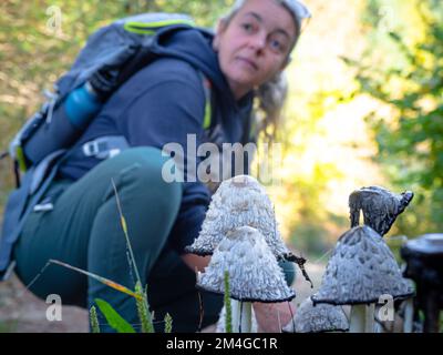 Forager di funghi cercando di identificare funghi selvatici nella foresta con il libro di identificazione - raccolta di funghi e foraggio di funghi Foto Stock