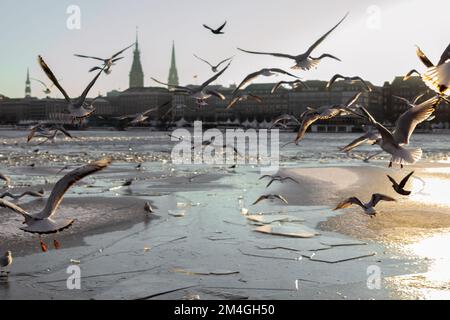 i gabbiani volano nel lago interno di amburgo Foto Stock