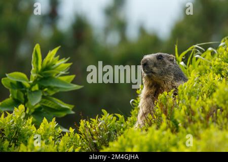 Marmotta selvaggia nel suo ambiente naturale di montagne in estate tempo soleggiato. Animale seduto nei cespugli di mirtillo. Marmota, fauna selvatica, Slovacchia. Foto Stock